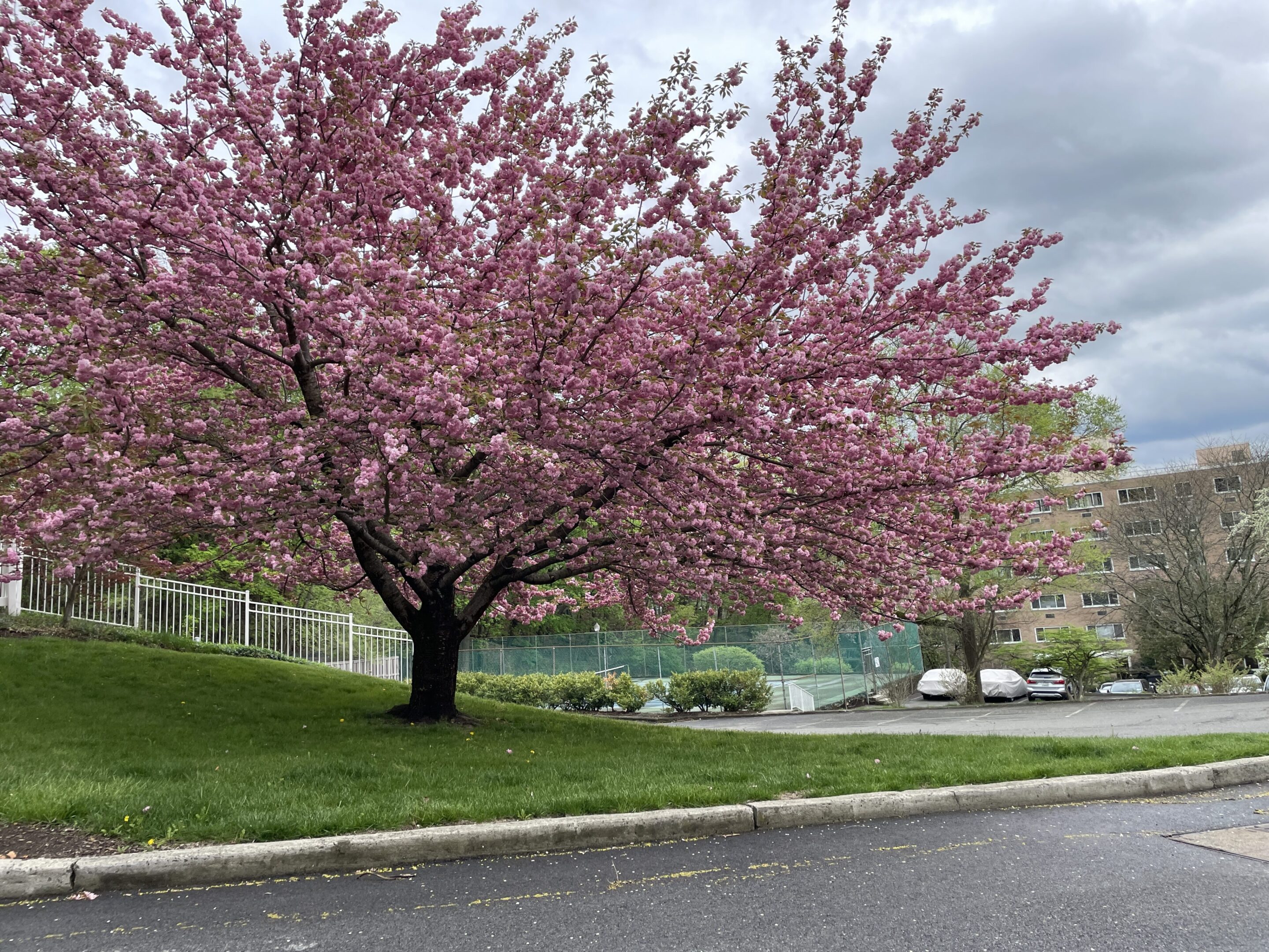A tree with vibrant pink blossoms beside a road on a cloudy day.